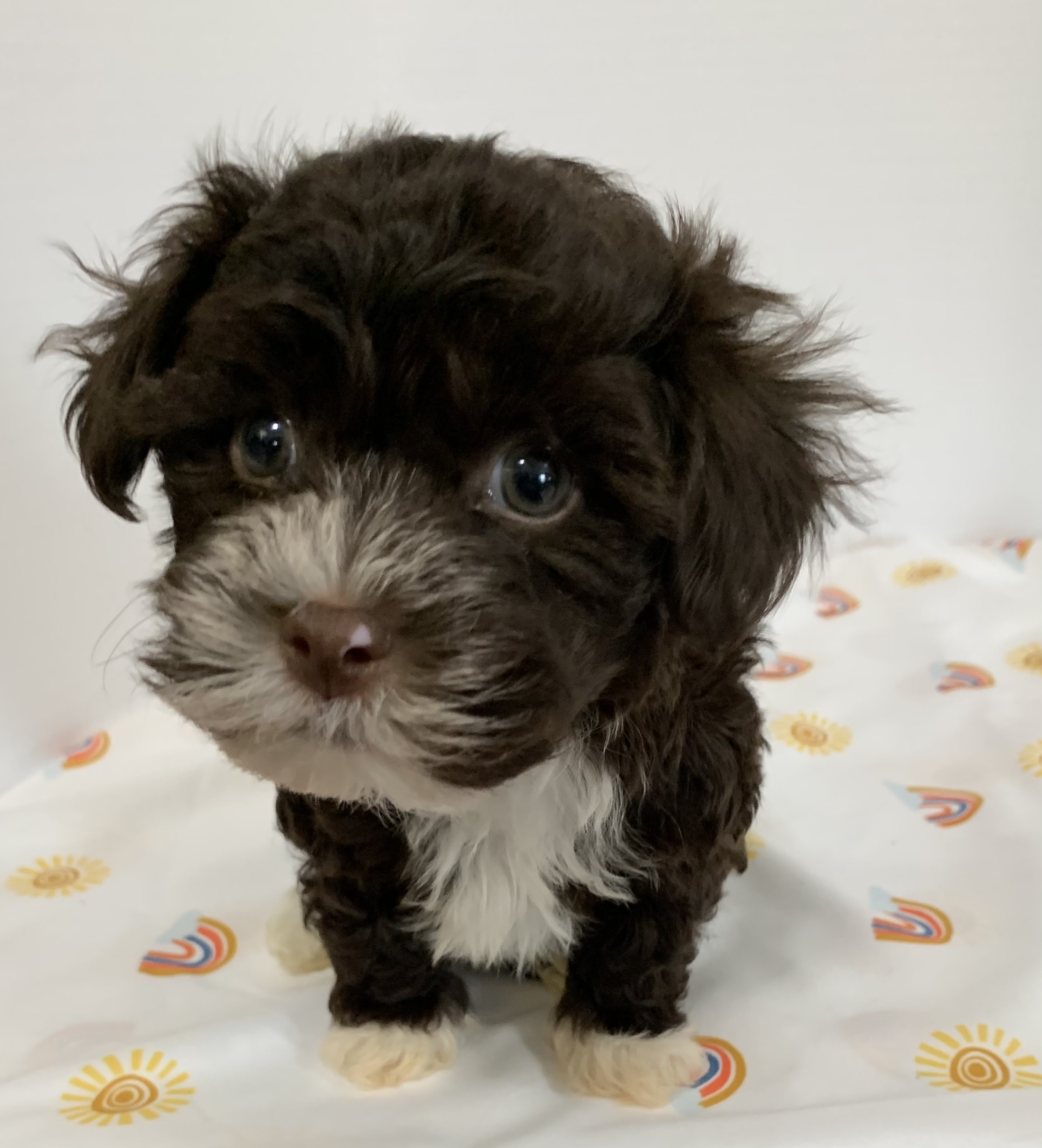 puppy, for, sale, Havanese, Debra K Lott, dog, breeder, Merit, TX, dog-breeder, puppy-for-sale, forsale, nearby, find, puppyfind, locator, puppylocator, aca